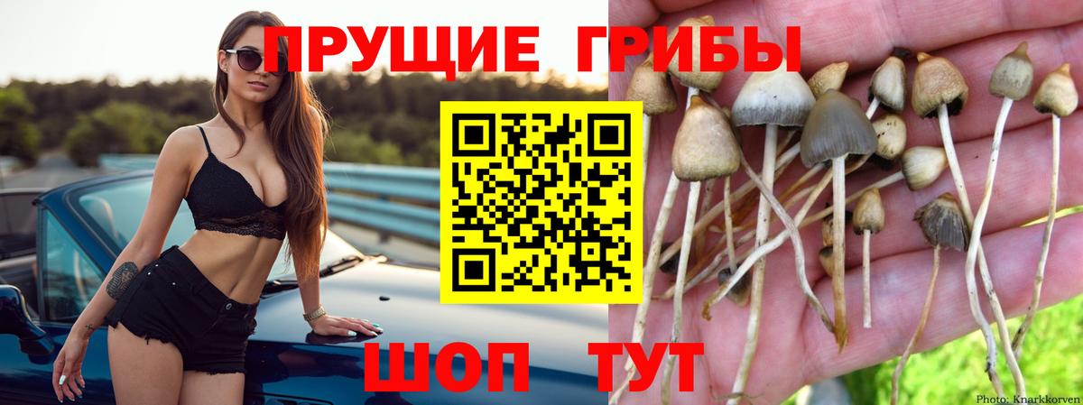 Псилоцибиновые грибы MAGIC MUSHROOMS  наркота  Вход с VPN  Щёкино  Псилоцибиновые грибы Psilocybine cubensis 